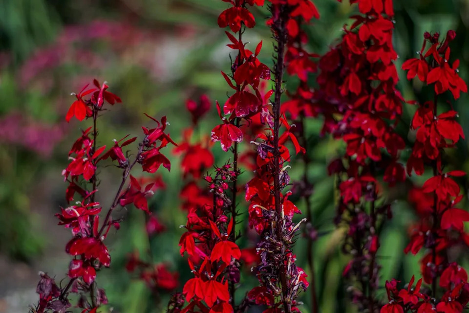 scarlet red cardinal flowers