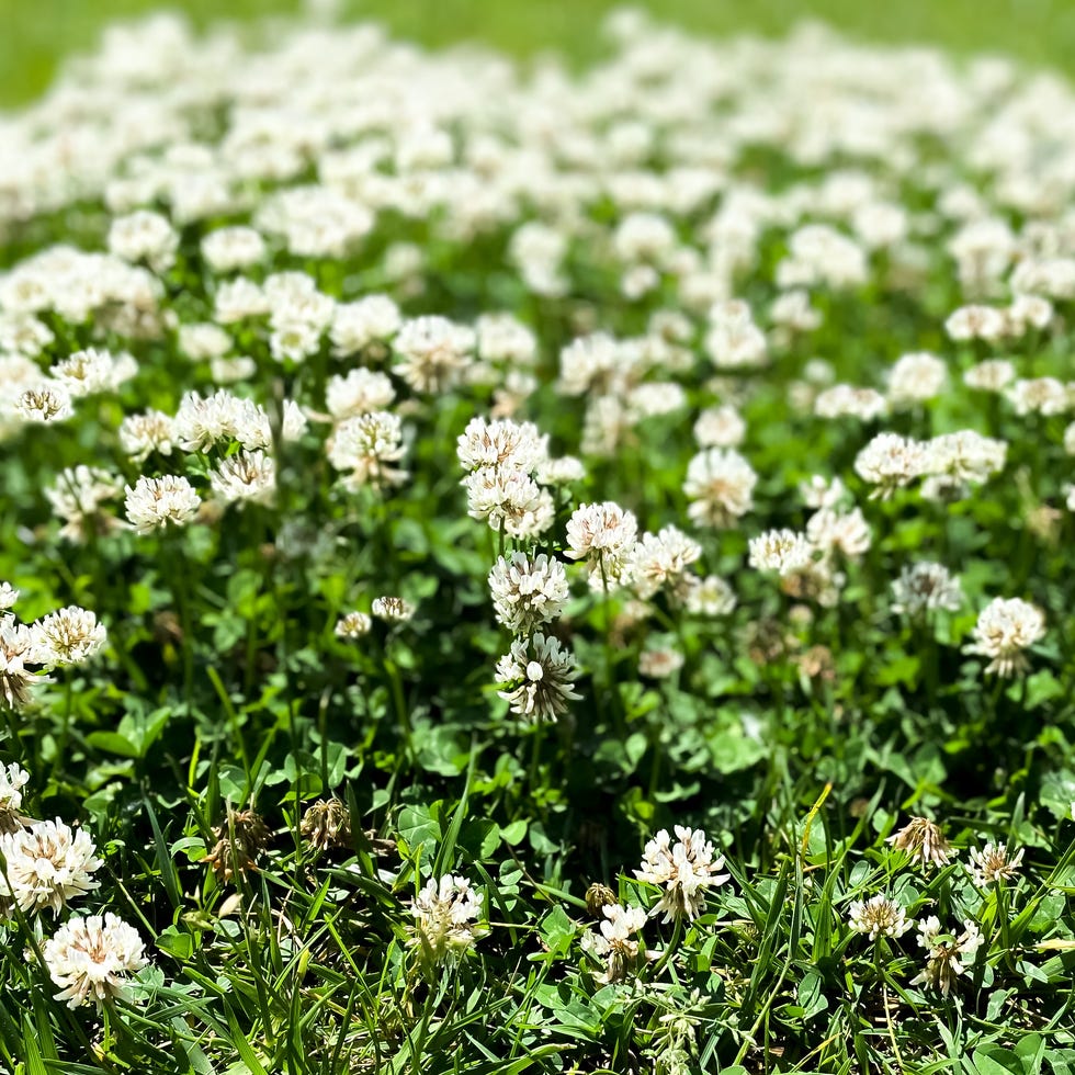 Wildflower meadow patch on grass patch of wild white clover