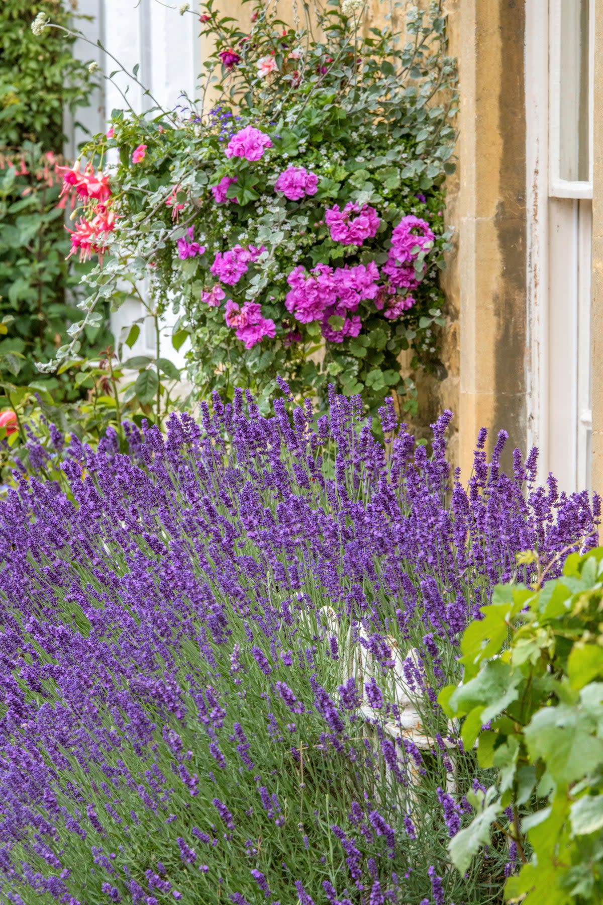 Lavender in a small garden (Alamy/PA)