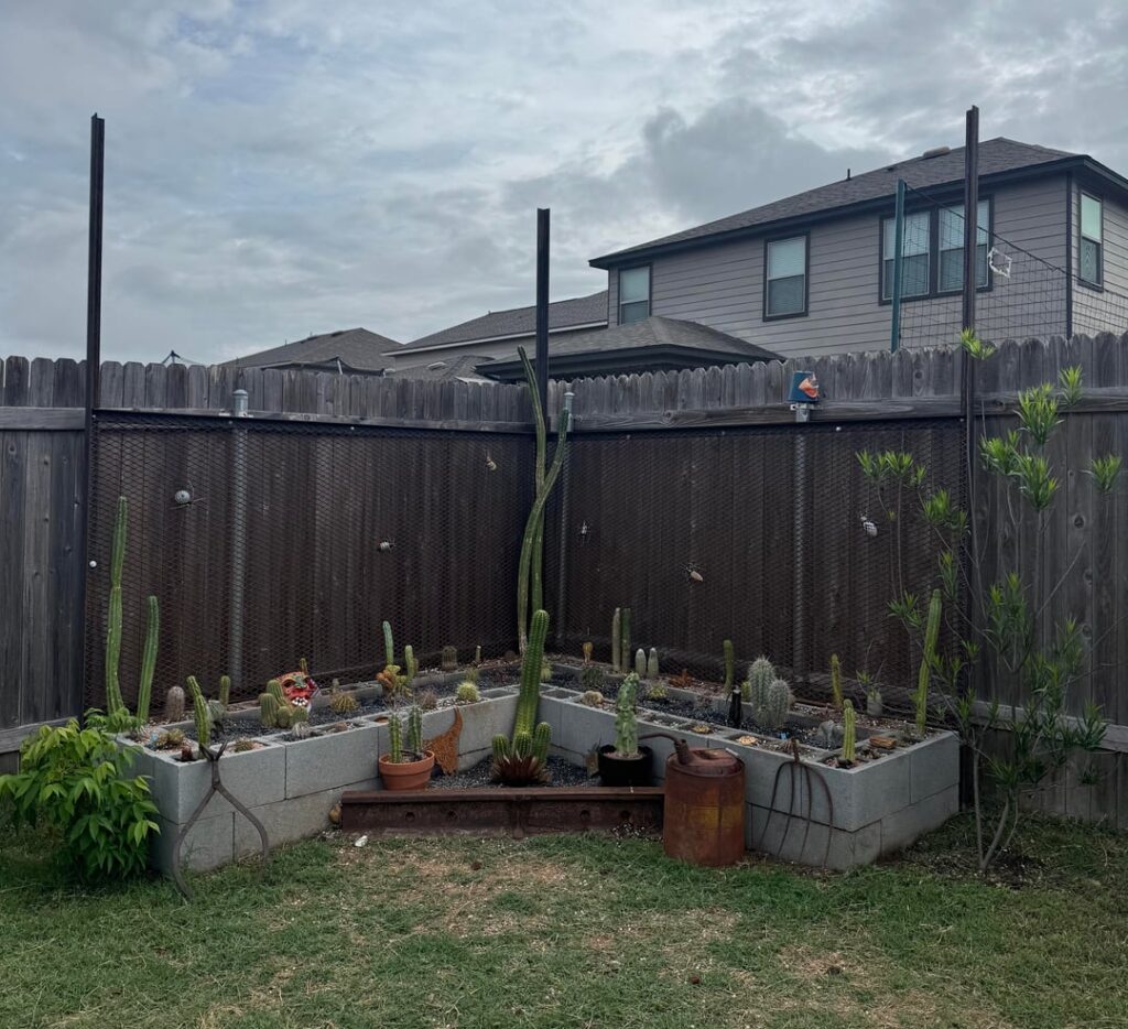 Lil’ cacti garden