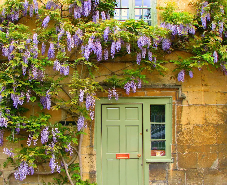 climbing plants