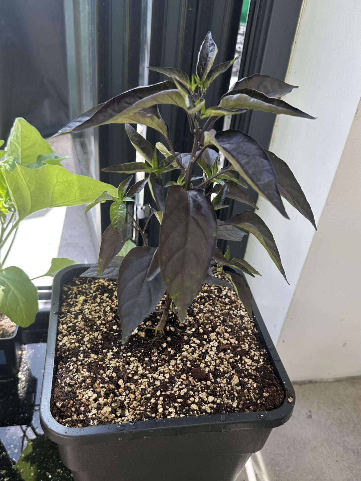 Plants are coming along nicely (UK)