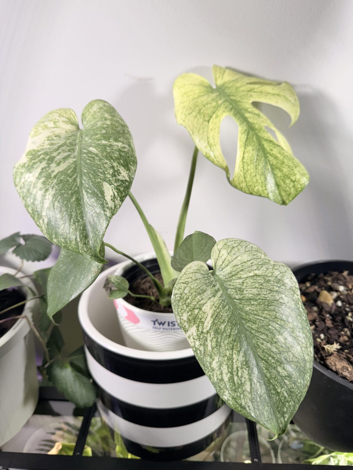 What do I have here?