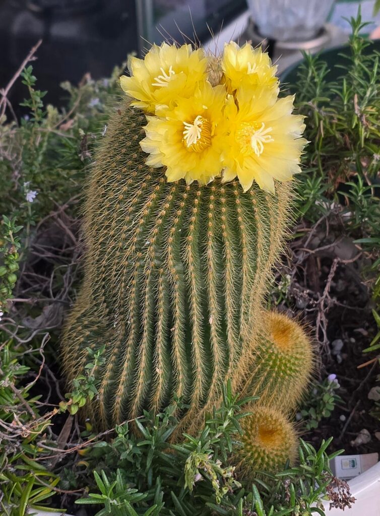 My yellow tower cactus bloomed for the first time at sunset! My yellow tower cactus bloomed for the first time at sunset!