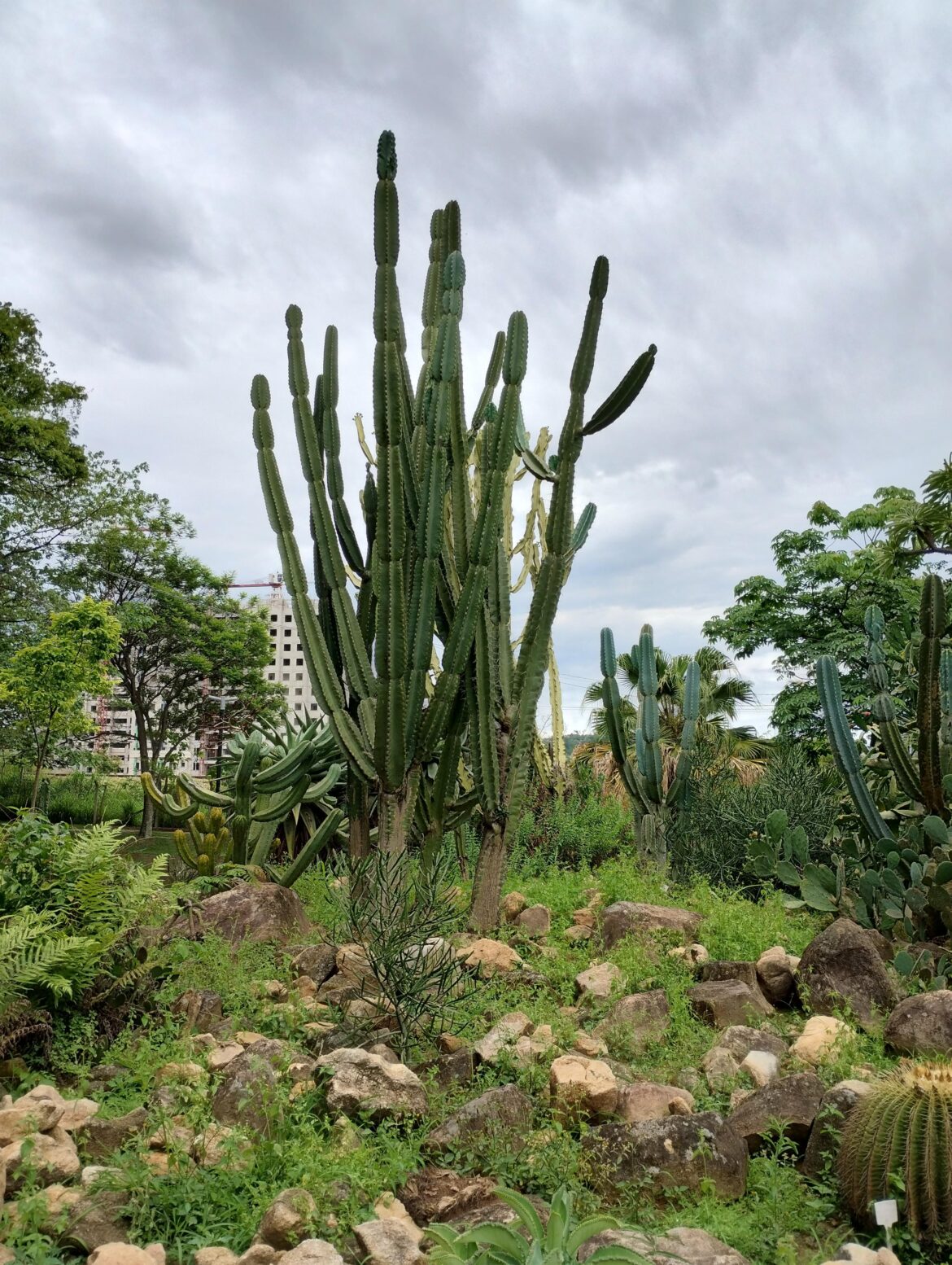 [OC] Cactus