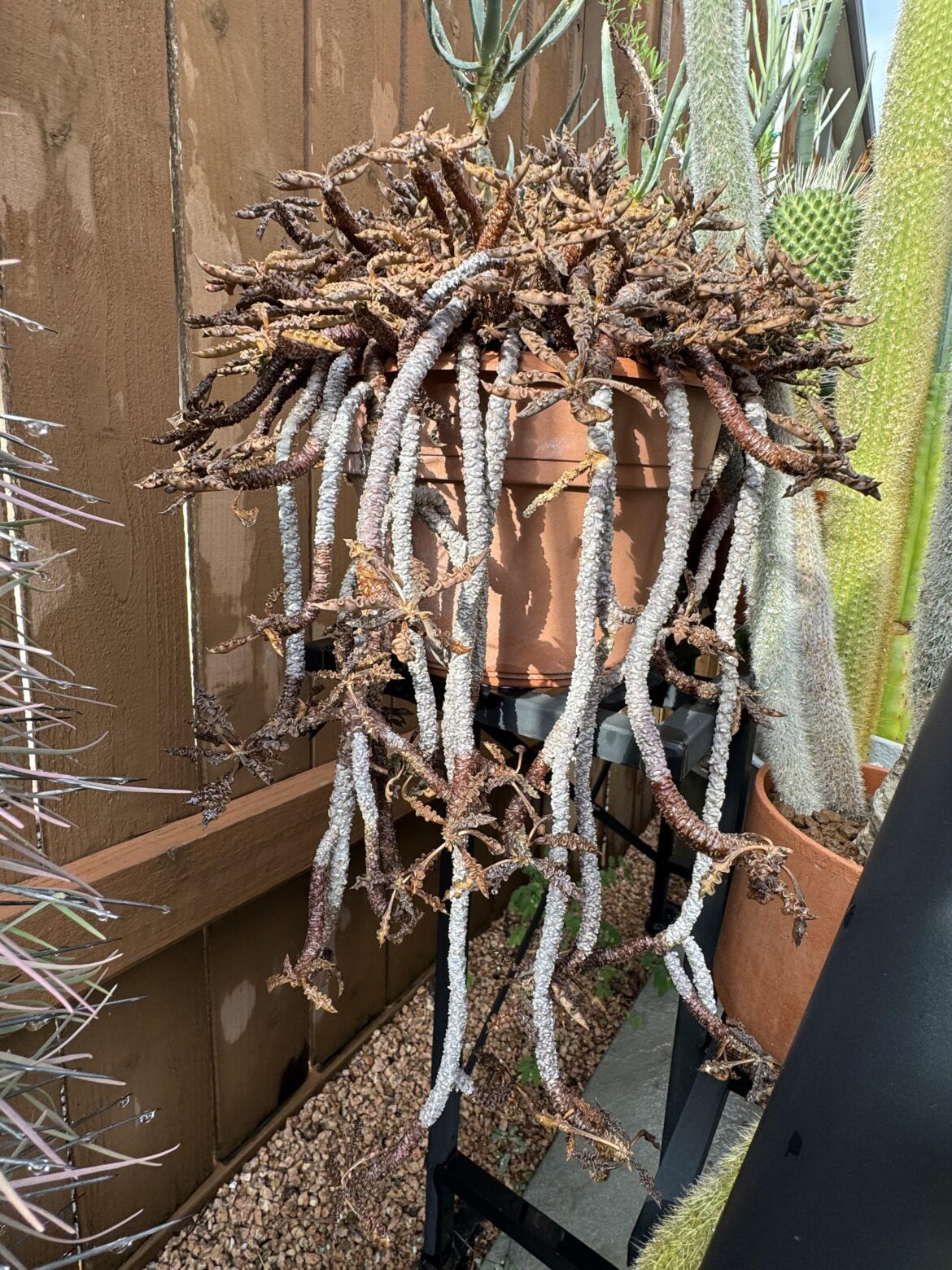 E. decaryi var. spirosticha