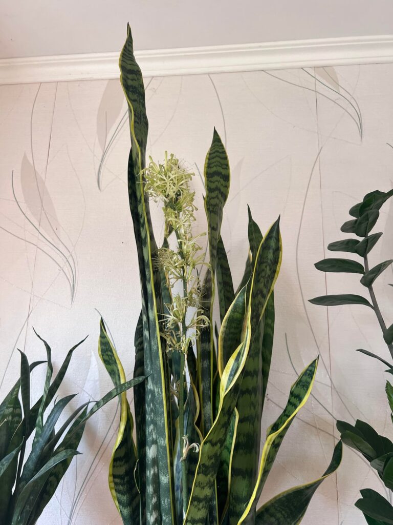 Didn’t know Sansevierias can bloom 🌸