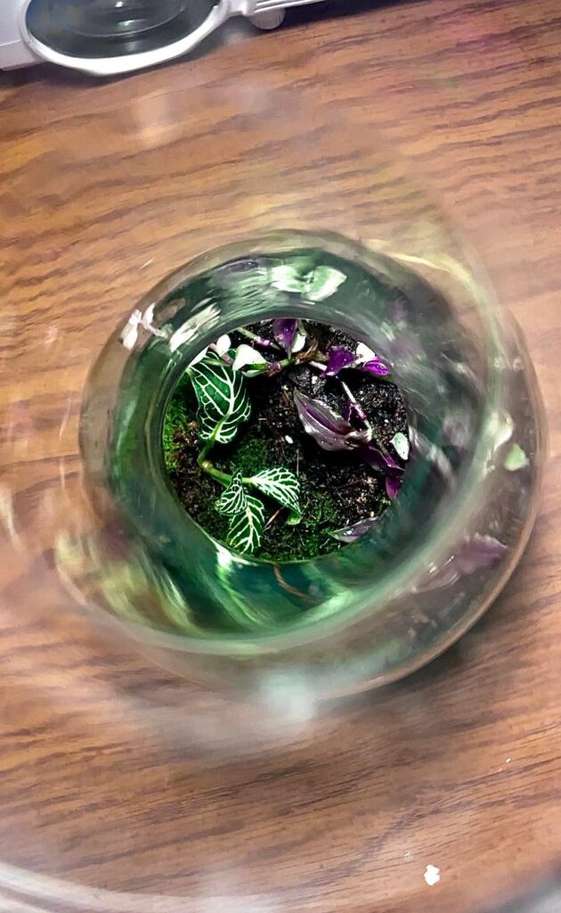 Thrift Store Find turned into Terrarium (part 2)