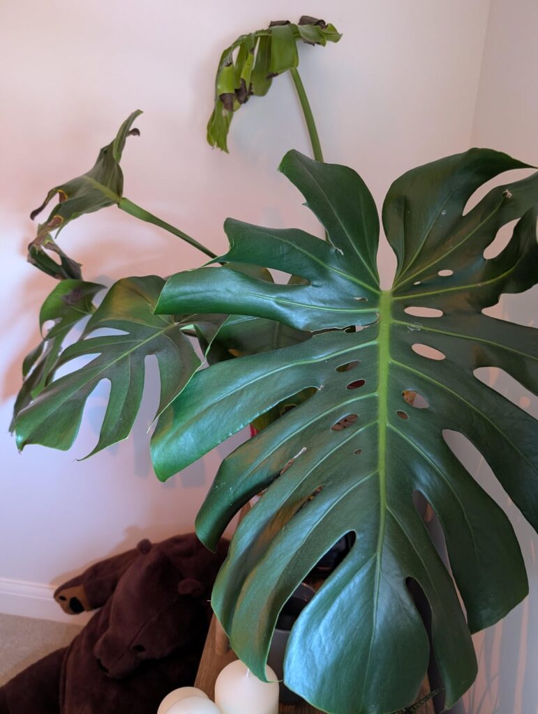 My brother gave me his monstera, where do i even start