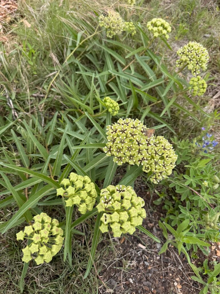 Wildflowers finally making a show