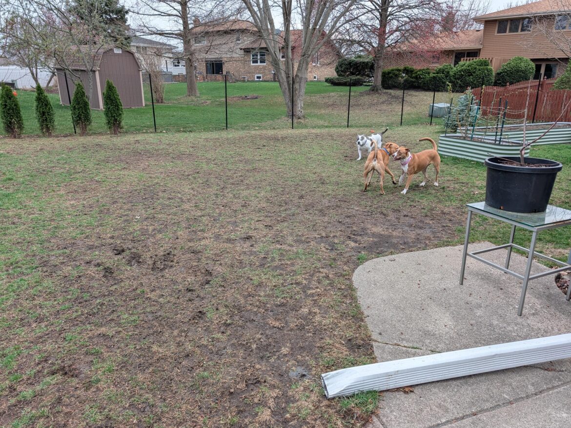 Torn up lawn