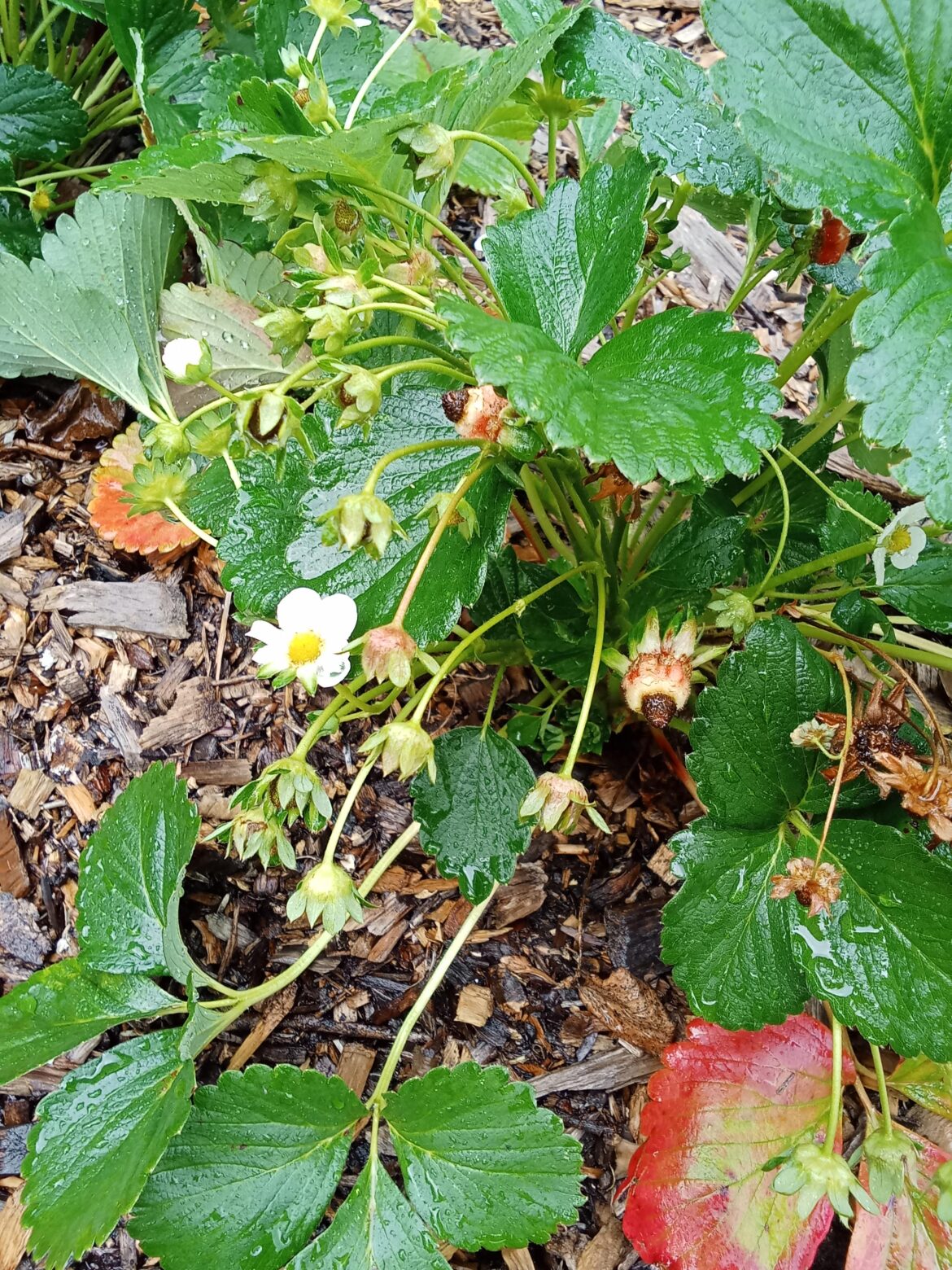 Fruit fail on my strawberries?! Fruit fail on my strawberries?!