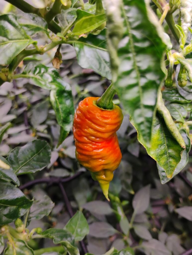 Death Spiral and Carolina Reaper