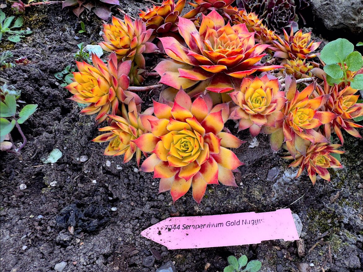 Sempervivum [OC]