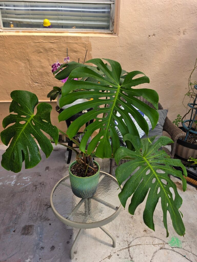 My baby mostera