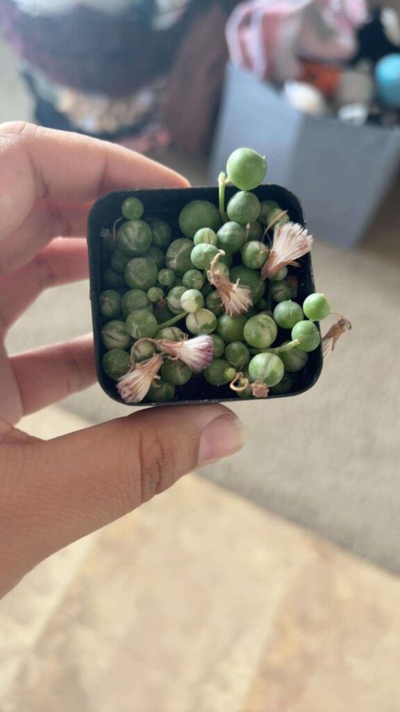 New variegated string of pearls