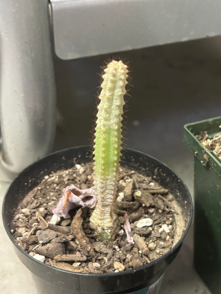 Why do some of my seedlings have white Stuff all over of them?