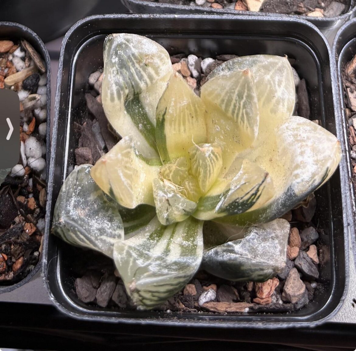 ID please