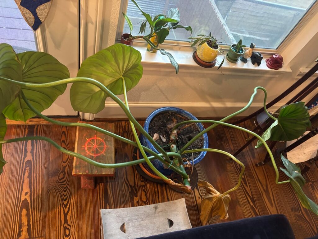 What’s wrong with my gloriosum