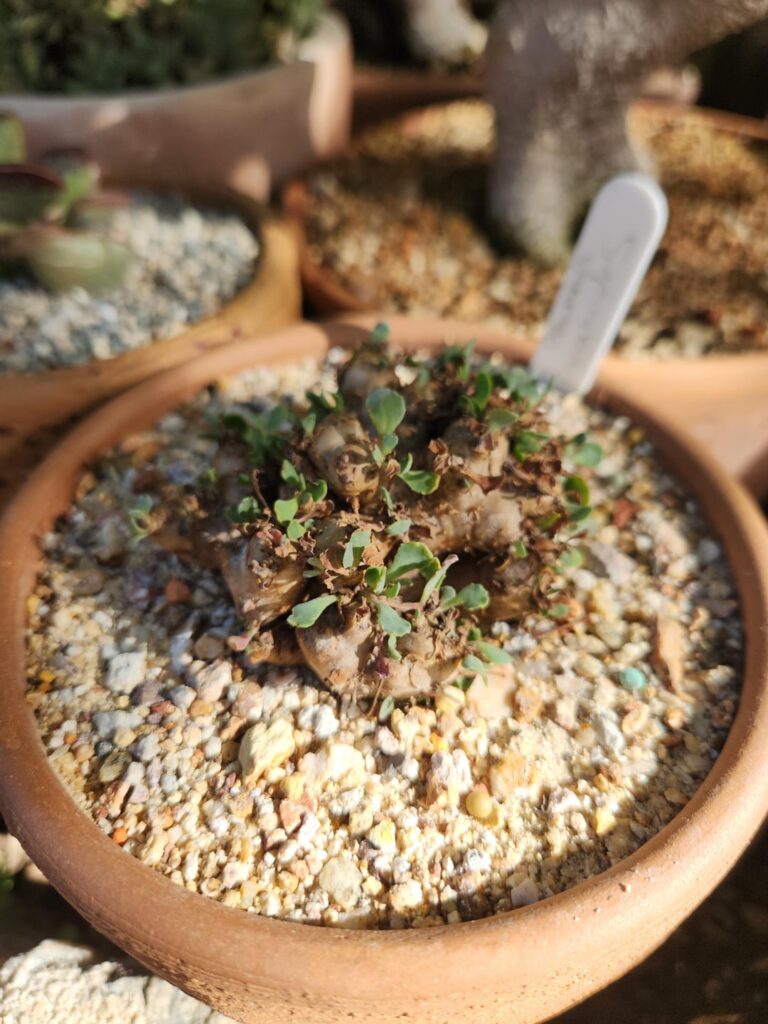 Othonna cacalioides