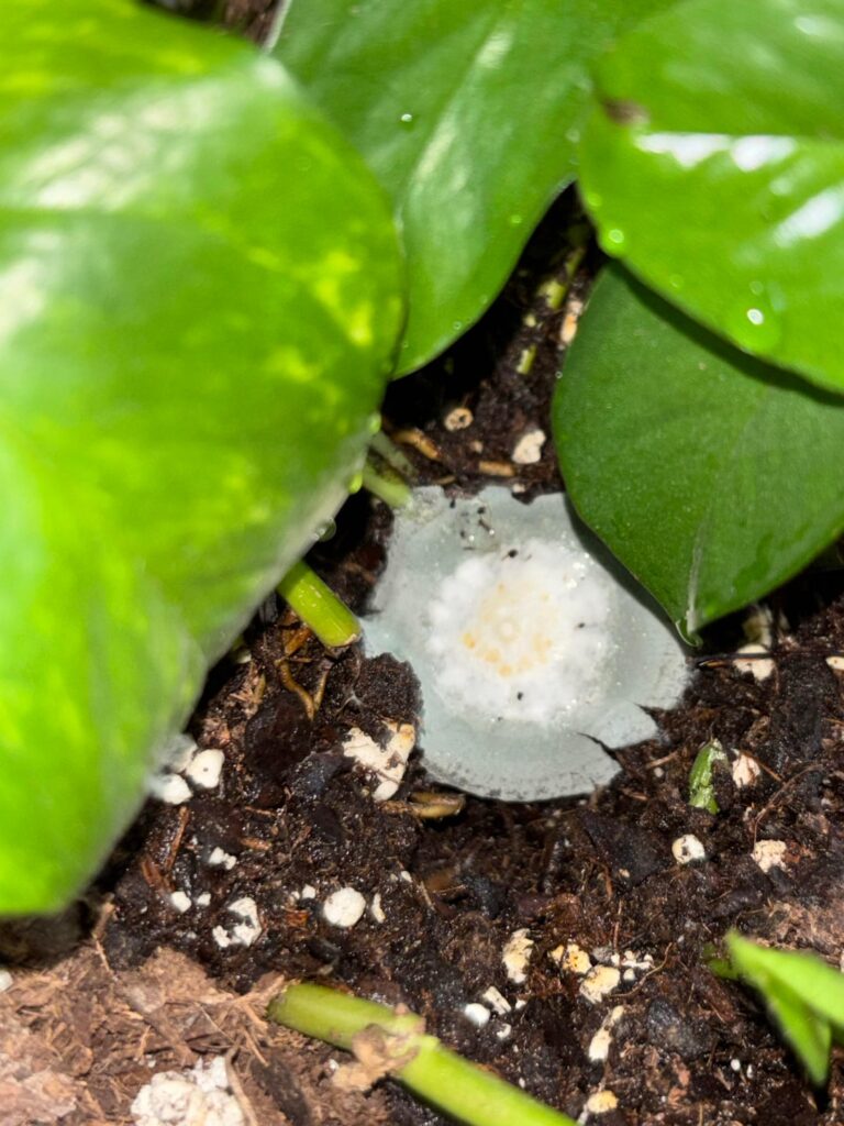 WHAT IS THIS?!?