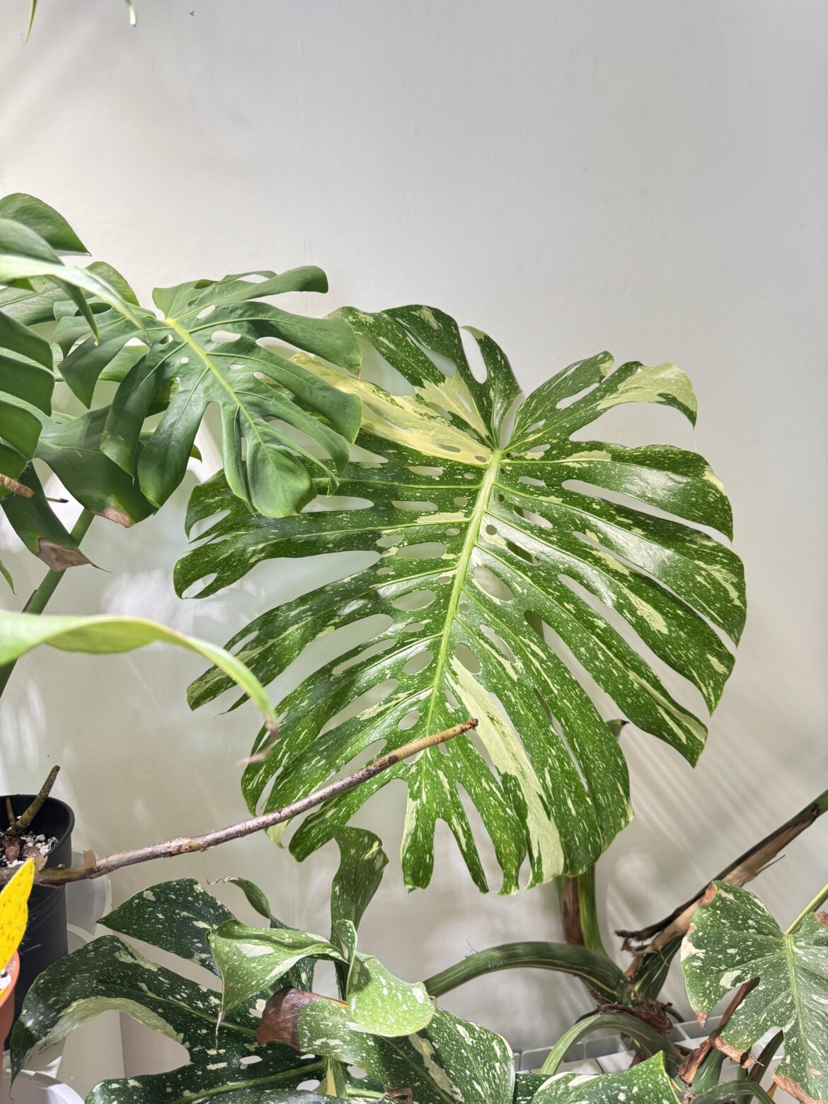 It has unfurled 🥳