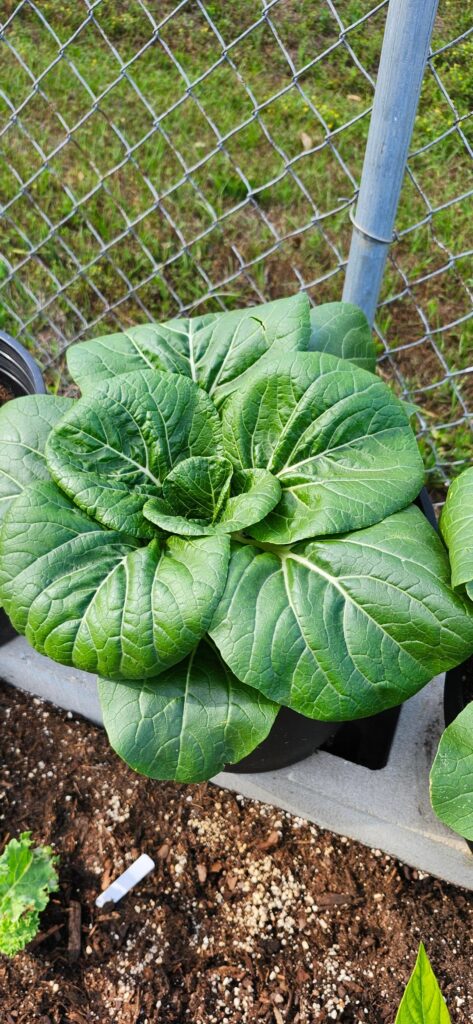 Would now be a good time to harvest this Baby Bok Choy?