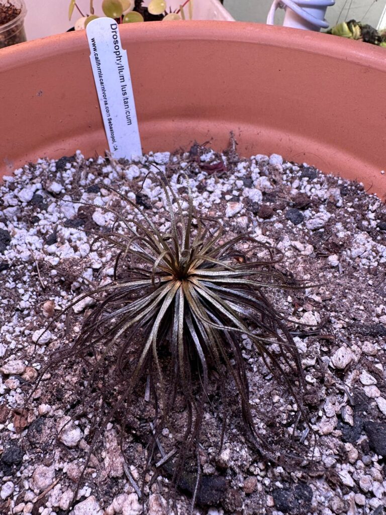 Drosophyllum (Dewy pine) is dying! Any suggestions? All insights and tips appreciated. Drosophyllum (Dewy pine) is dying! Any suggestions? All insights and tips appreciated.