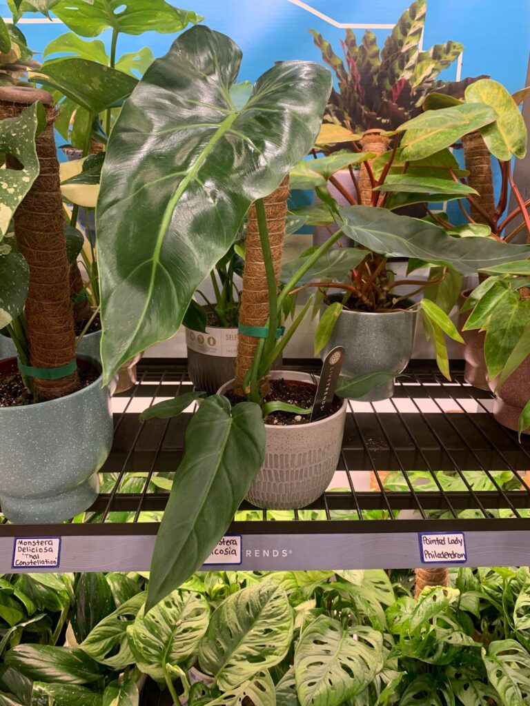 ID assistance