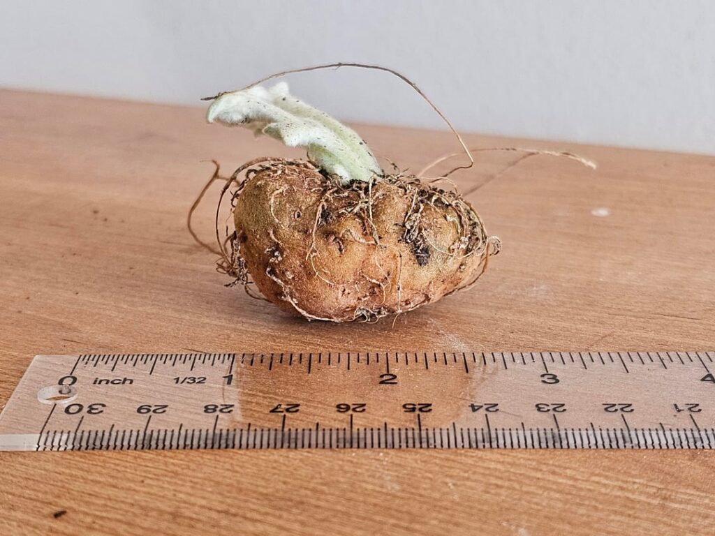 Repotting help for sinningia leucotricha?