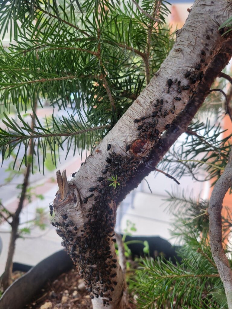 Found a bunch of aphids on my fir Found a bunch of aphids on my fir