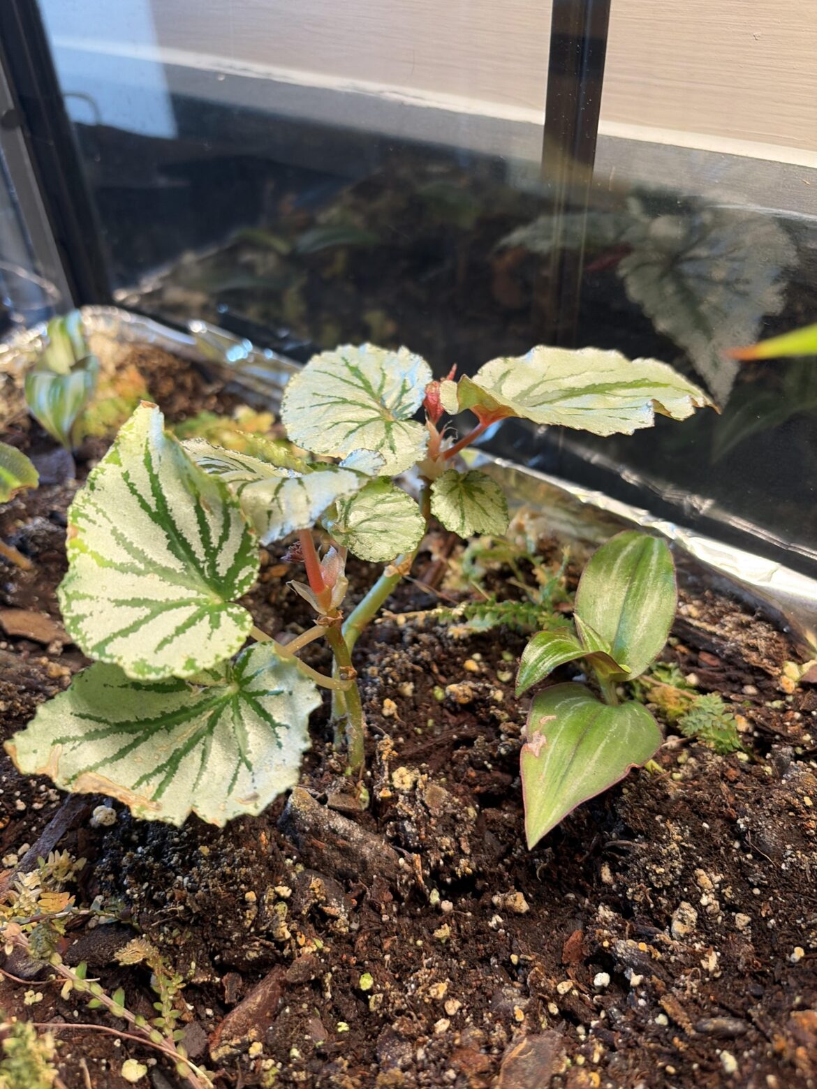 ID, Please?
