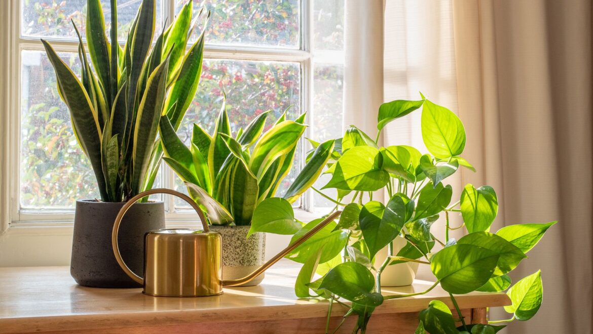 5 spring care tips to help indoor plants thrive