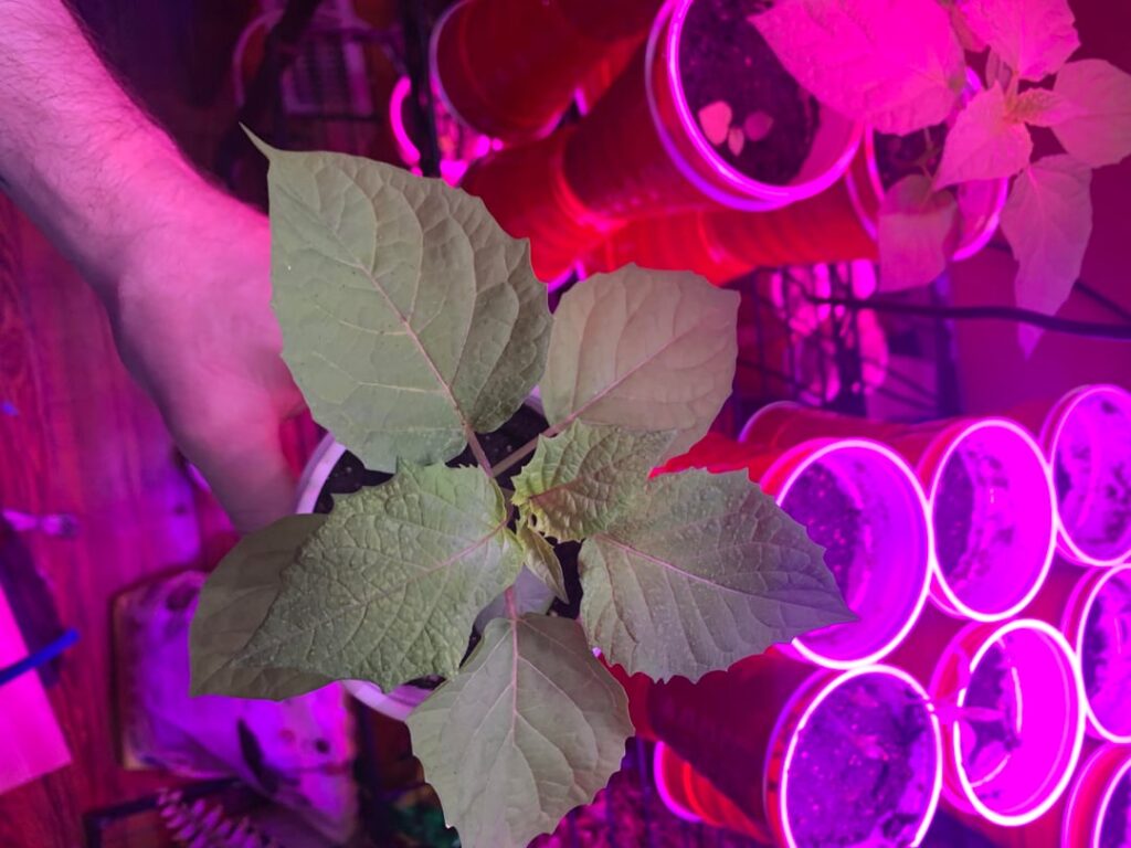 Look at the mullaca (cutleaf ground cherry) I’m growing.