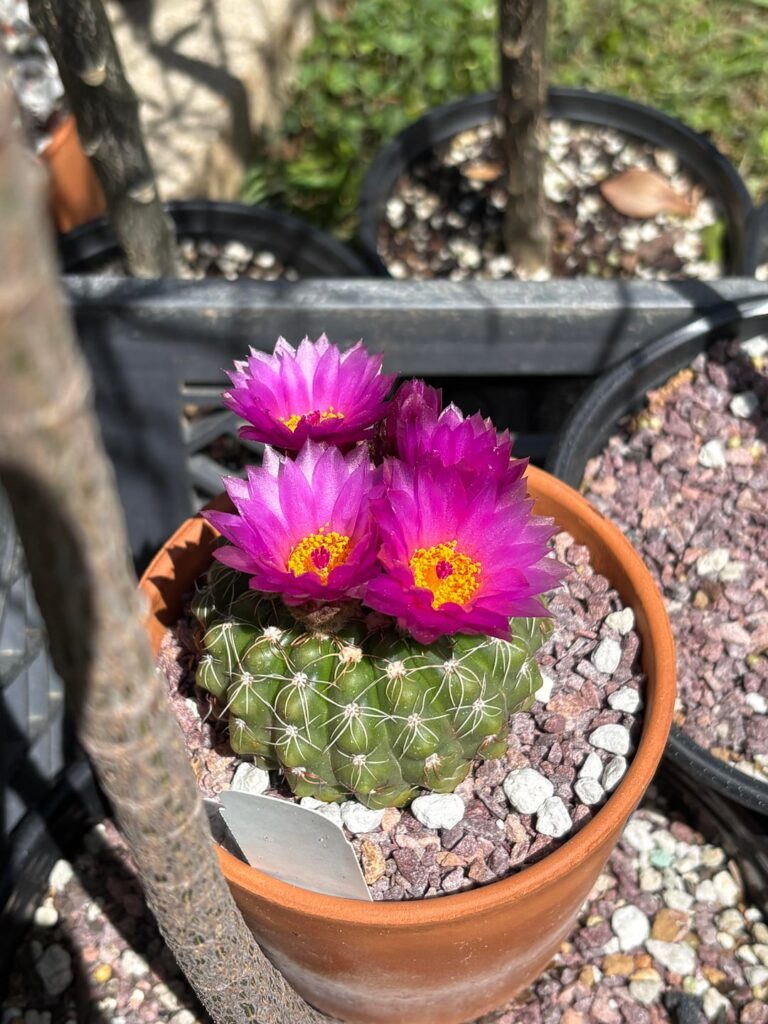 A couple blooms from E. Texas