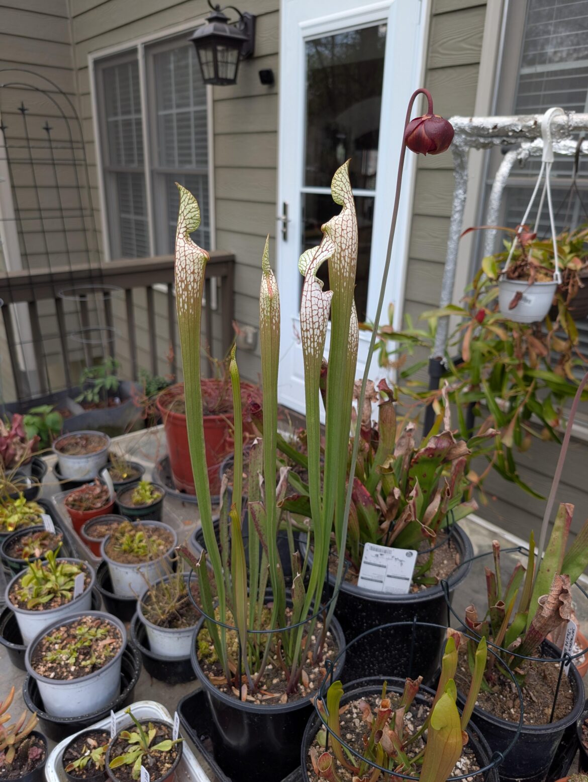 New pitchers shooting up! They look so healthy!