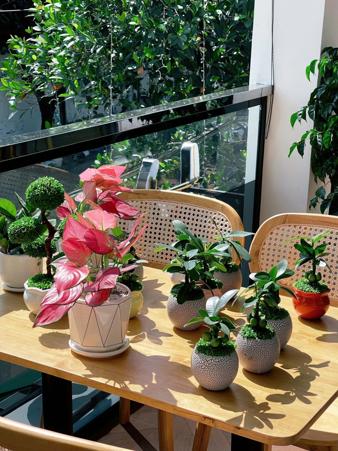 Just rearranged my indoor plants, what do you think?