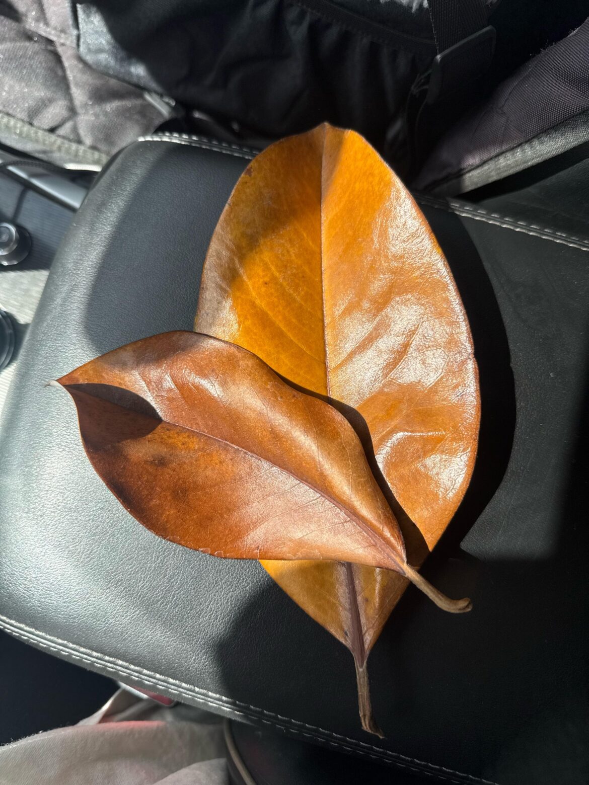 Leaf Prep