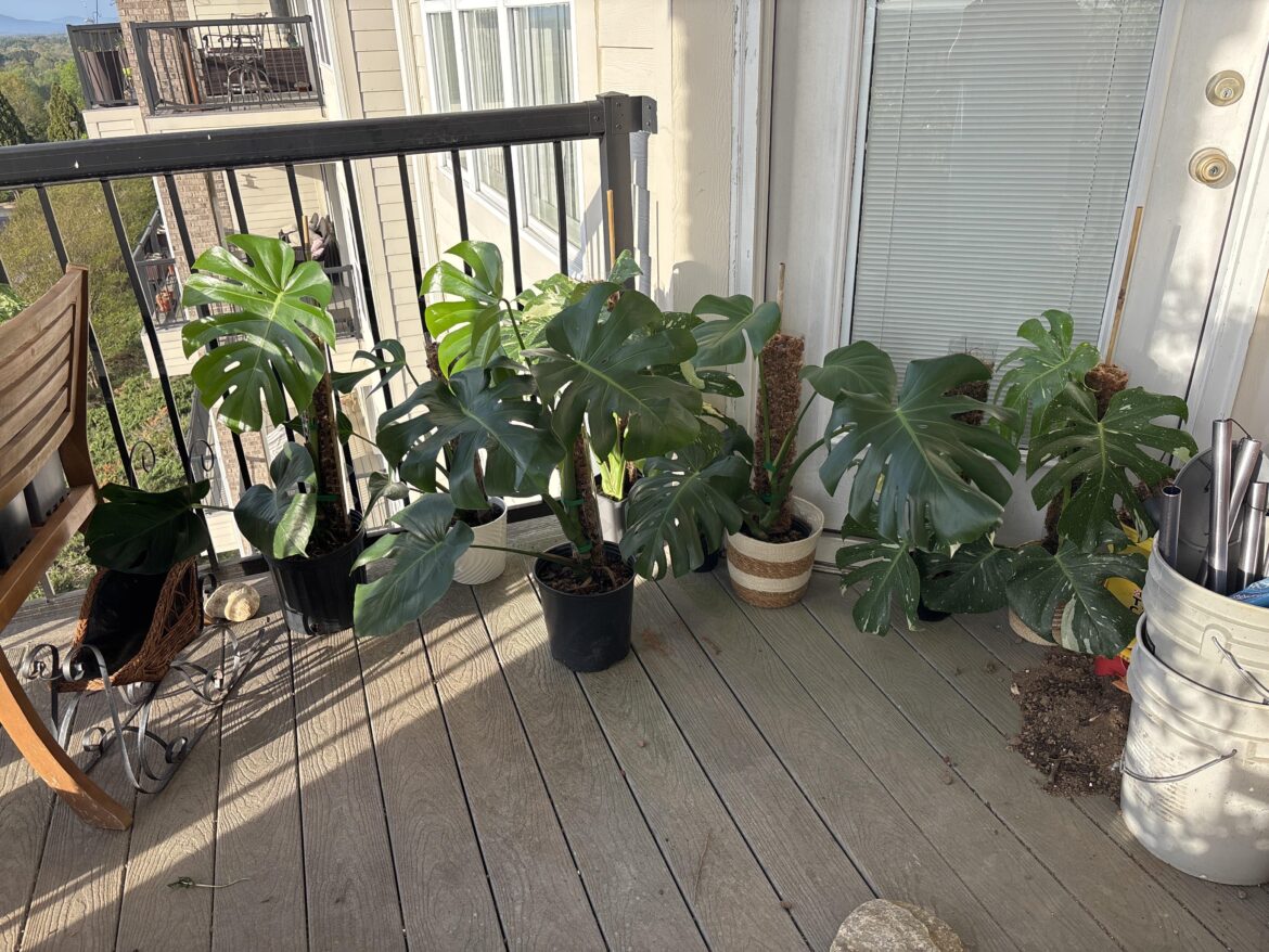 I put my monsteras outside I put my monsteras outside