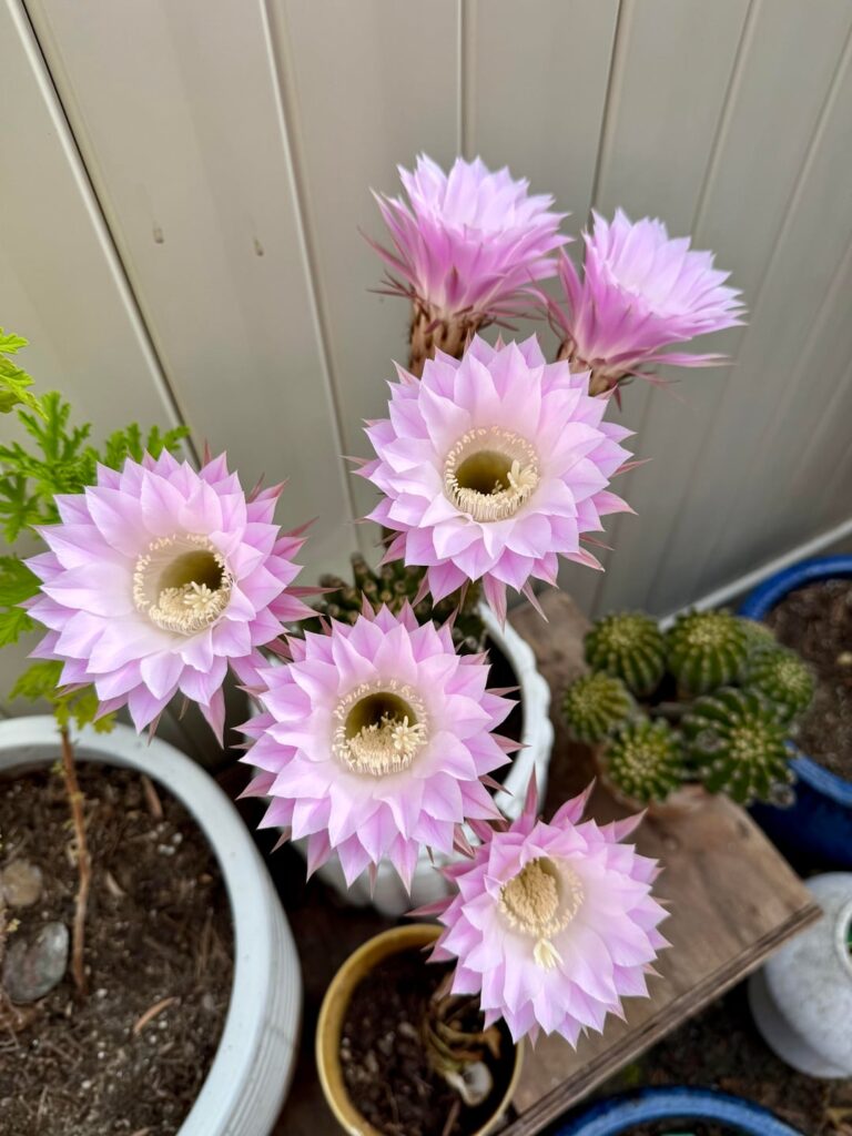 My cactus bloomed 6 more flowers!