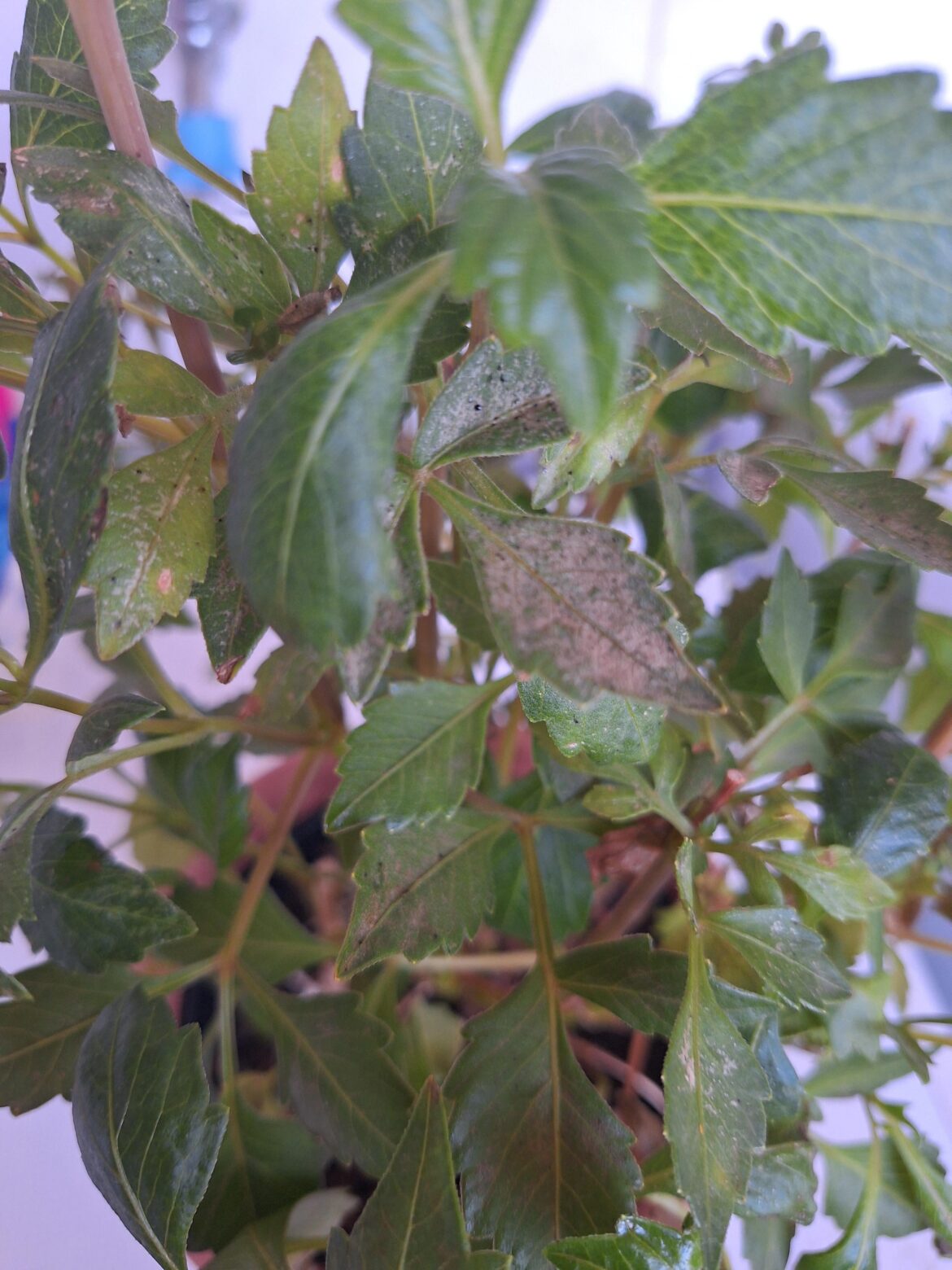 What is happening to my Dhalia?