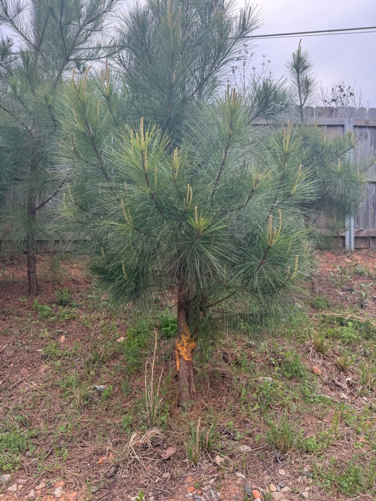 Yellow growth?