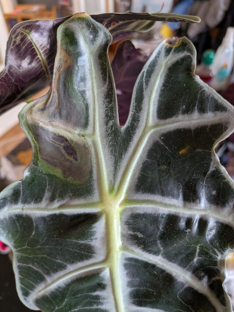 Alocasia help