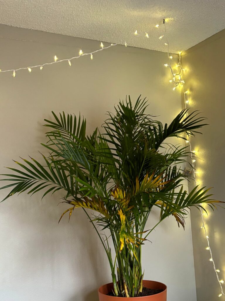 trying to save a majesty palm