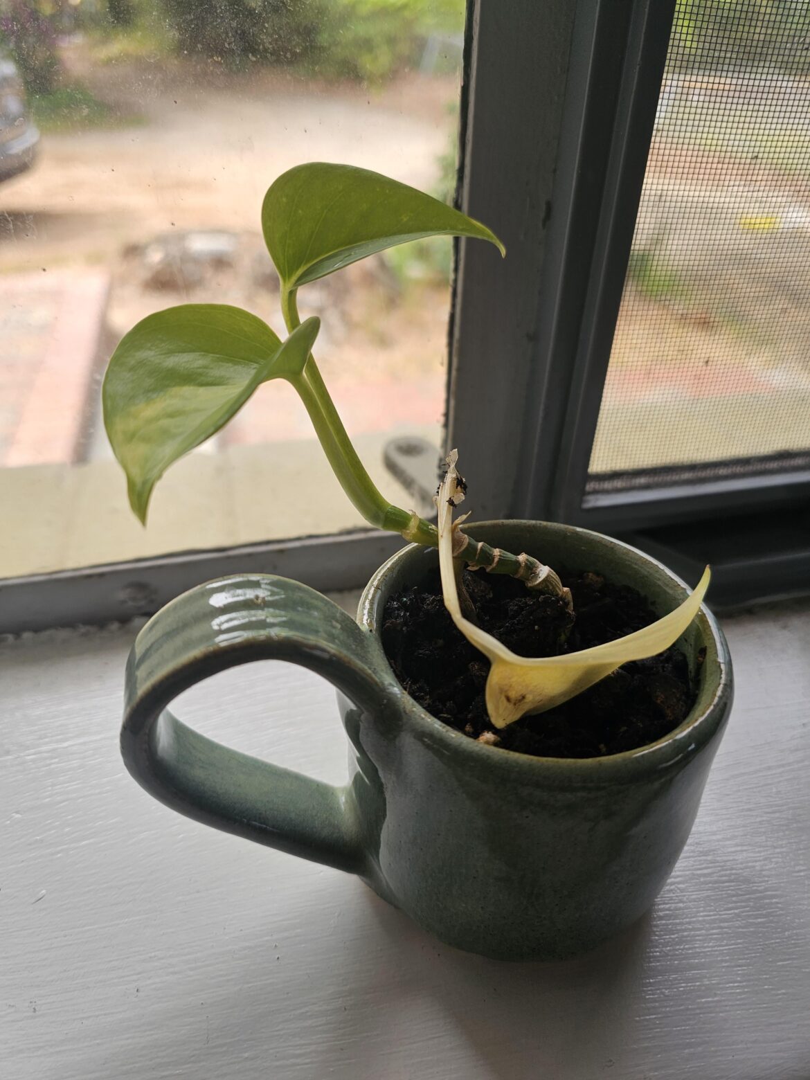 this thing kills its third leaf every time this thing kills its third leaf every time