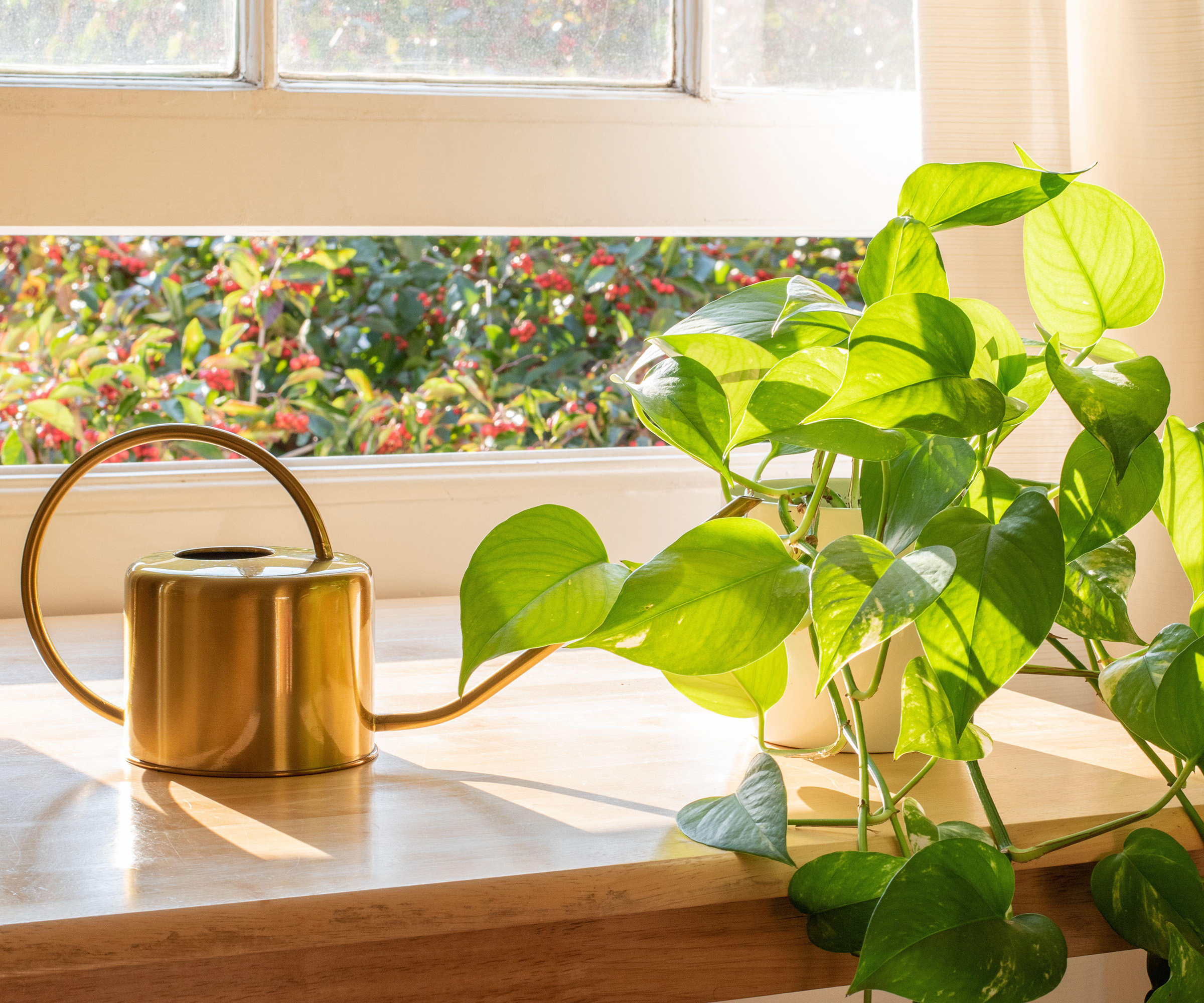 Indoor Golden pothos houseplant next to a watering can
