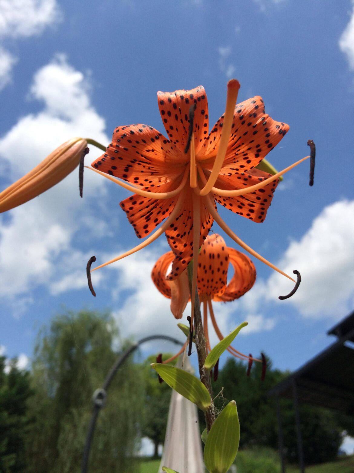 Saturday Tiger Lily