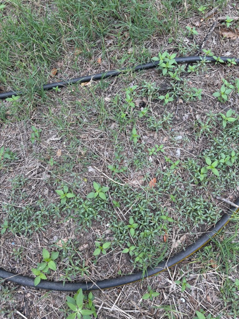 Yard Help