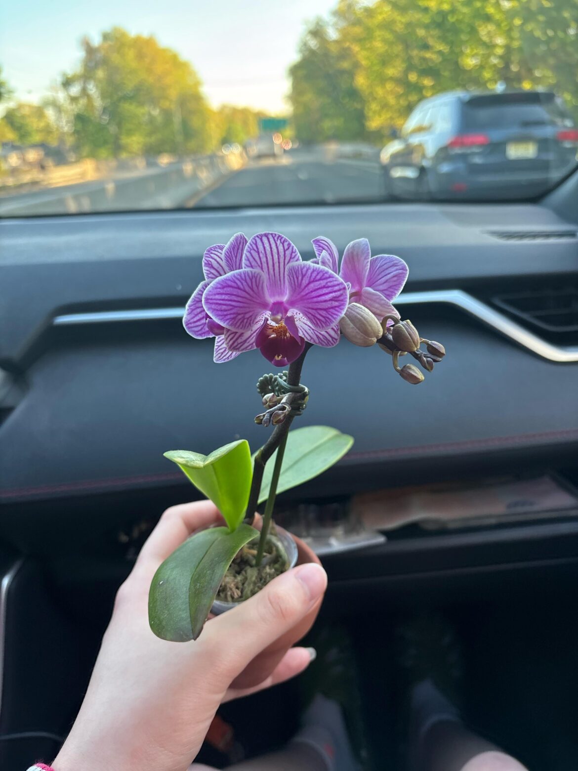 First orchid! give me your tips/advice!