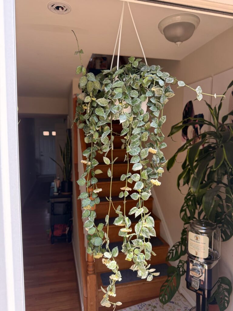 My Krohniana Splash is living its best life!